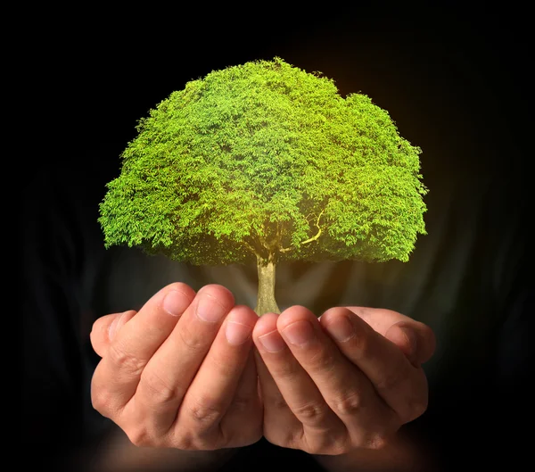 ağaç çimlenme holding