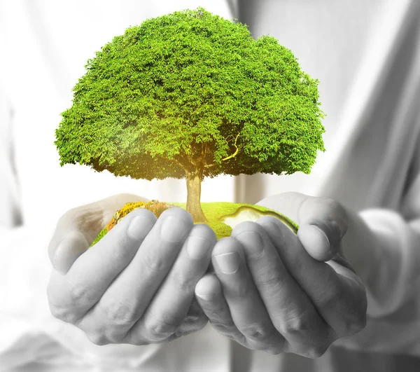 Hombre de negocios sosteniendo árbol — Foto de Stock