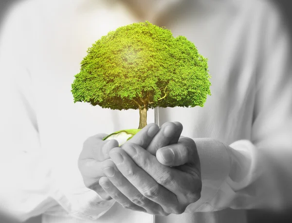 işadamı holding ağaç