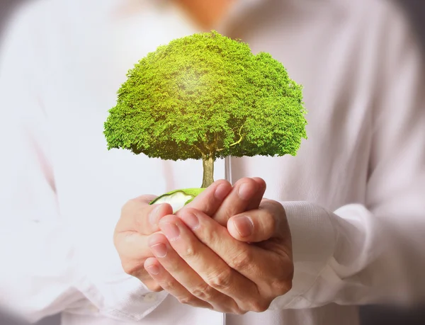 Businessman holding tree — Stock Photo, Image