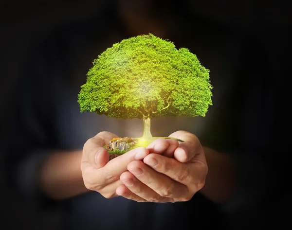 Hombre de negocios sosteniendo árbol —  Fotos de Stock