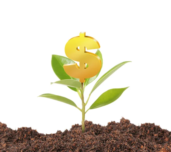 Money growing on tree — Stock Photo, Image