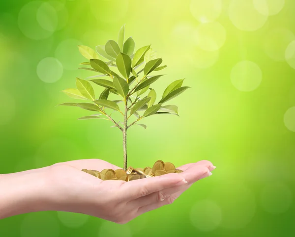 Money growing from plant coins — Stock Photo, Image