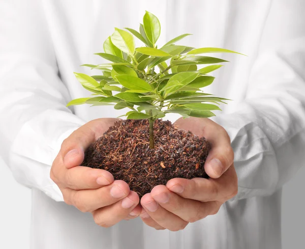 Growing from plant  in hand — Stock Photo, Image