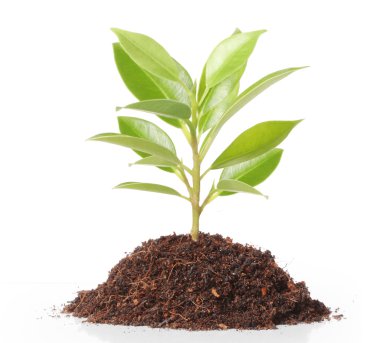 büyüyen yeşil Filiz