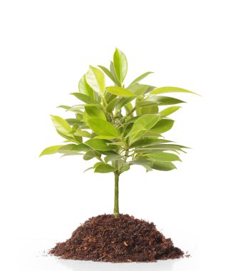 büyüyen yeşil Filiz