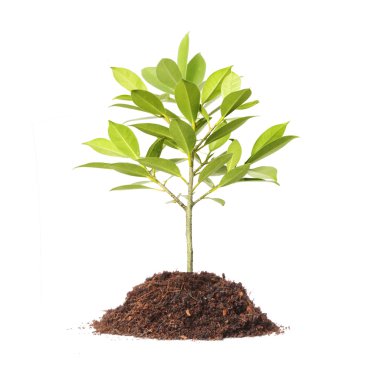 büyüyen yeşil Filiz