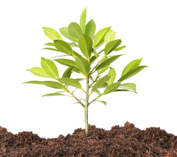 Green sprout growing