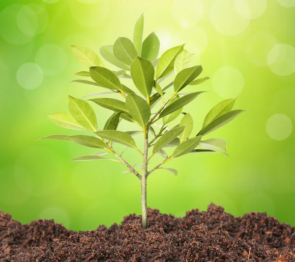 Brote verde en crecimiento —  Fotos de Stock