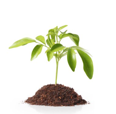 Dan büyüyen yeşil Filiz