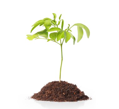 Dan büyüyen yeşil Filiz