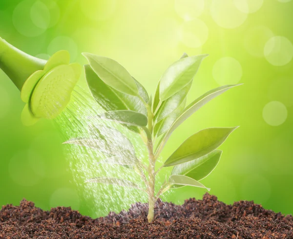 Green sprout growing fro — Stock Photo, Image