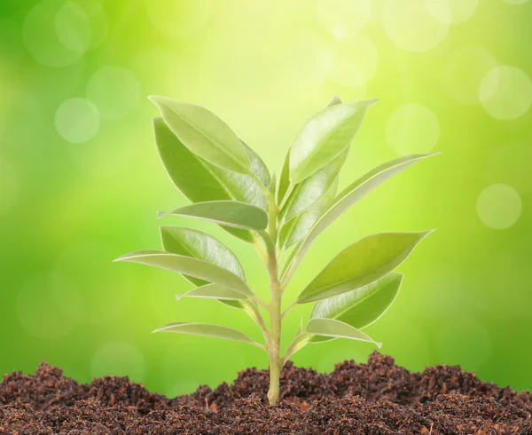 Green sprout growing fro — Stock Photo, Image