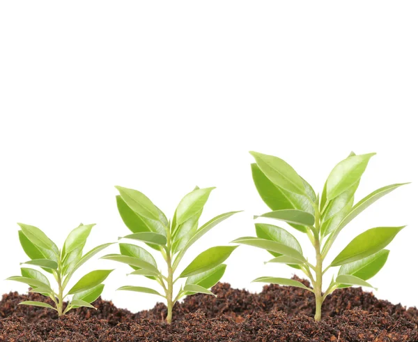 Green sprout growing fro — Stock Photo, Image