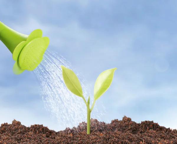 Green sprout growing fro — Stock Photo, Image