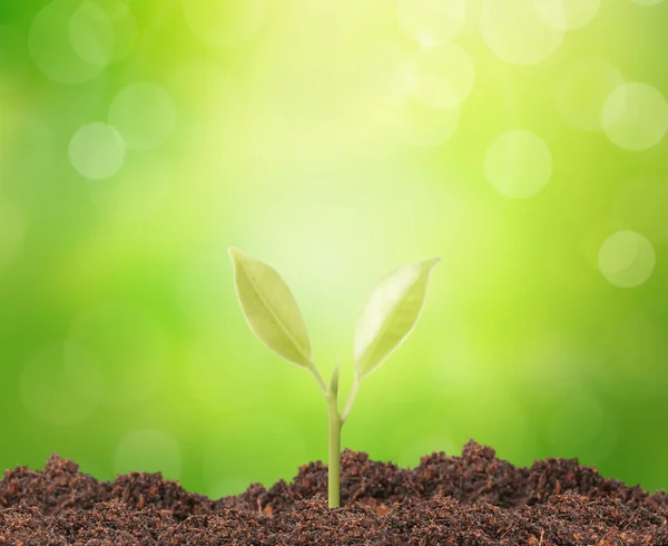 Green sprout growing fro — Stock Photo, Image