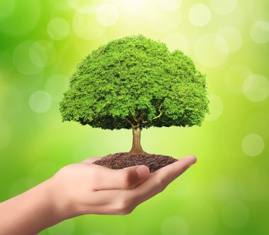 yeşil bitki elinde tutan