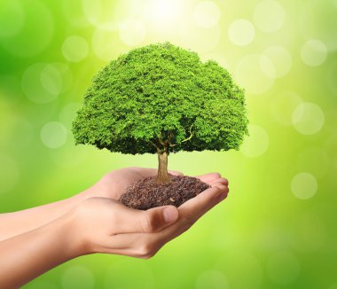 yeşil bitki elinde tutan