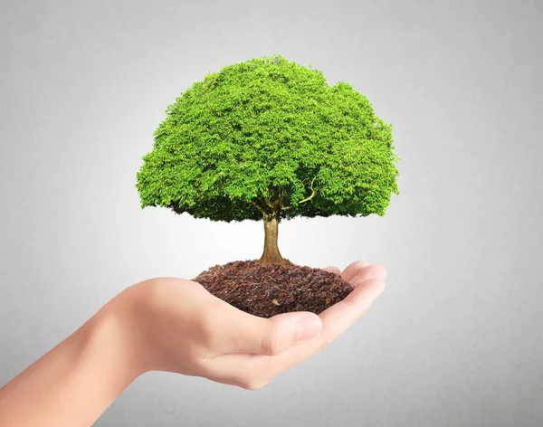 Sosteniendo planta verde en la mano — Foto de Stock