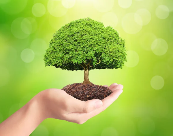 Sosteniendo planta verde en la mano — Foto de Stock