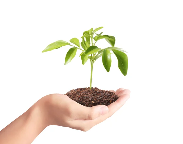 A kezében tartja a zöld növény — Stock Fotó