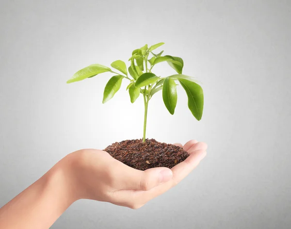 Sosteniendo planta verde en la mano —  Fotos de Stock