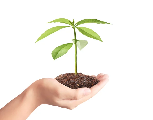 Держа в руке зеленое растение — стоковое фото