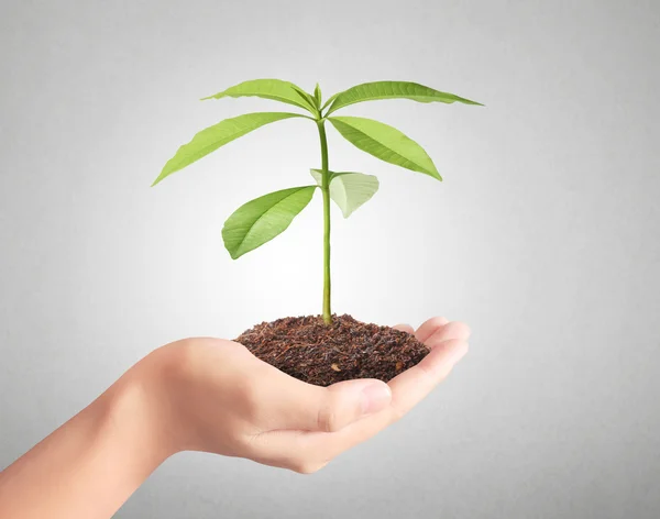 Holding green plant in hand — Stock Photo, Image