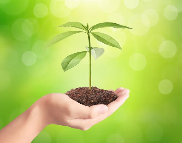 Holding green plant in hand — Stock Photo, Image