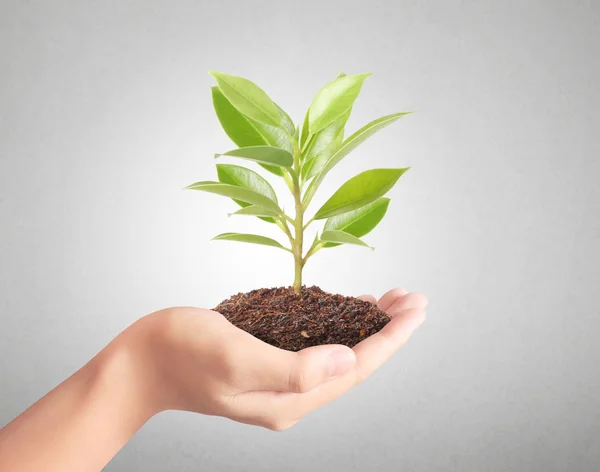 Sosteniendo planta verde en la mano —  Fotos de Stock