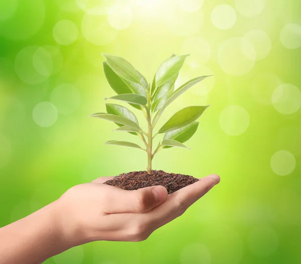 Holding green plant in hand — Stock Photo, Image