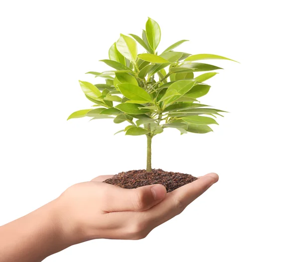 Holding grön växt i hand — Stockfoto