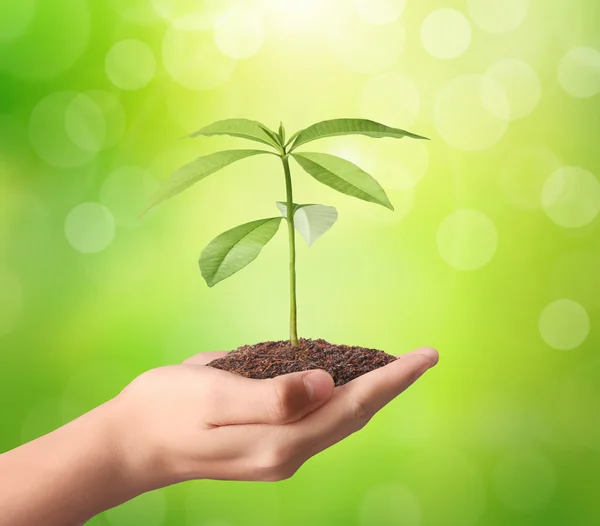 Grüne Pflanze in der Hand halten — Stockfoto