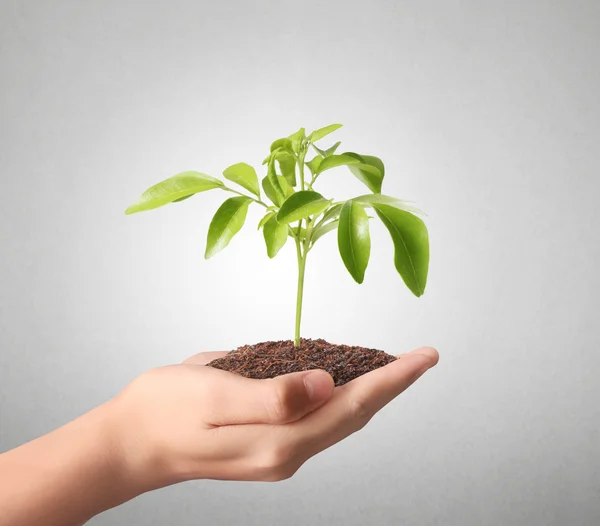 holding green plant in hand