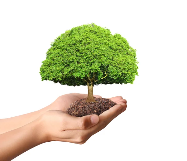 Holding green plant in hand — Stock Photo, Image