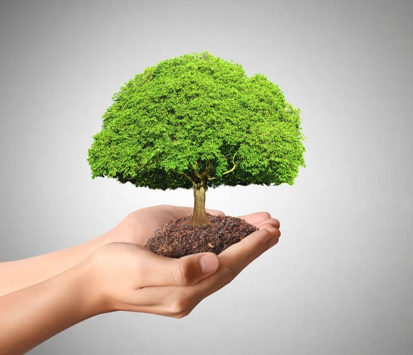 Holding green plant in hand — Stock Photo, Image