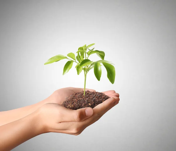 Holding grön växt i hand — Stockfoto