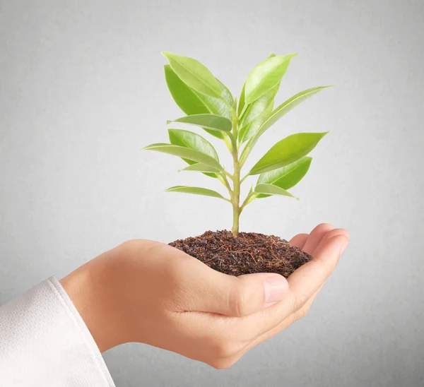 Tenere in mano la pianta verde — Foto Stock