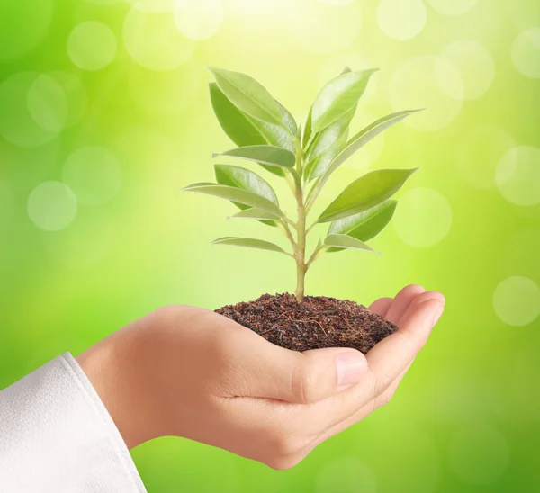 Holding green plant in hand — Stock Photo, Image