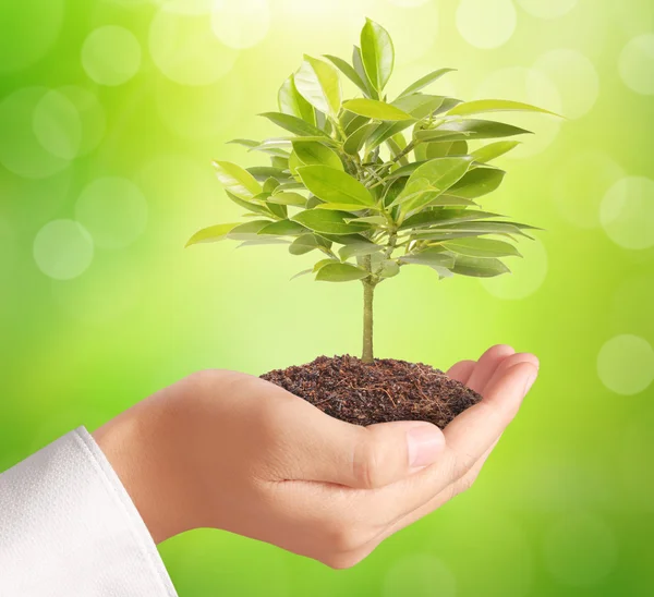 Holding green plant in hand — Stock Photo, Image