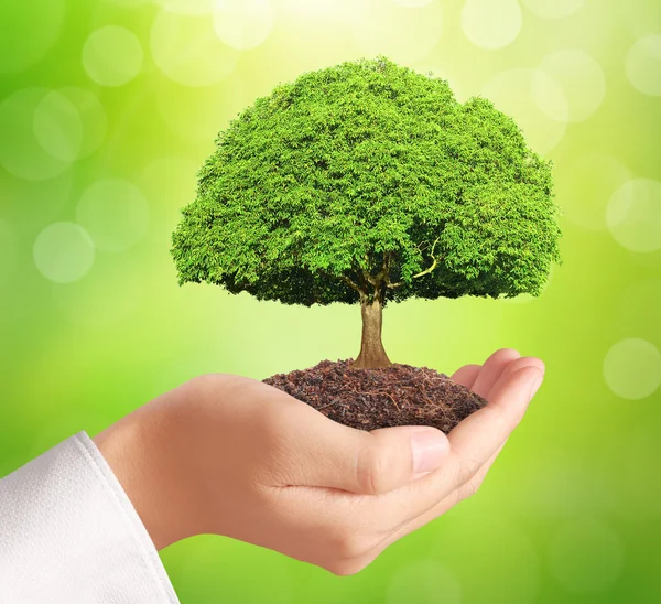 Holding green plant in hand — Stock Photo, Image