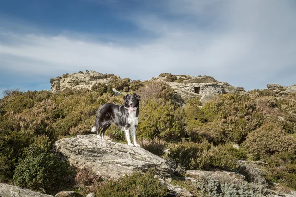 Border Collie hond op rots onder maquis op Corsica — Stockfoto