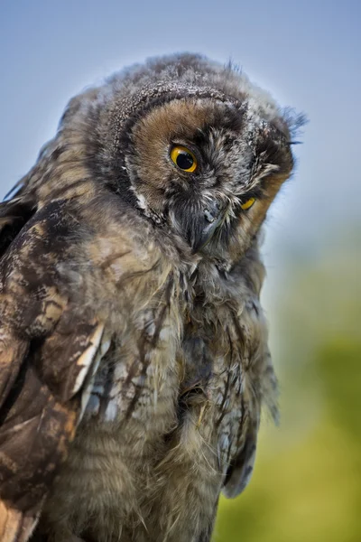 Primer plano del joven búho Scops con ojos amarillos brillantes —  Fotos de Stock