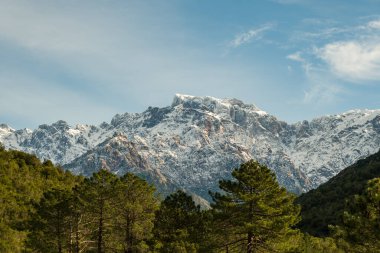 Korsika 'daki Paglia Orba Dağı' nın kayalık 2525 metre yüksekliğindeki karlı zirvesinde ön planda çam ağaçları vardı.