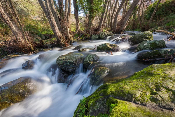 Mountain Stream Rushing Woodland Boulders Feliceto Balagne Region Corsica — Stock Photo, Image