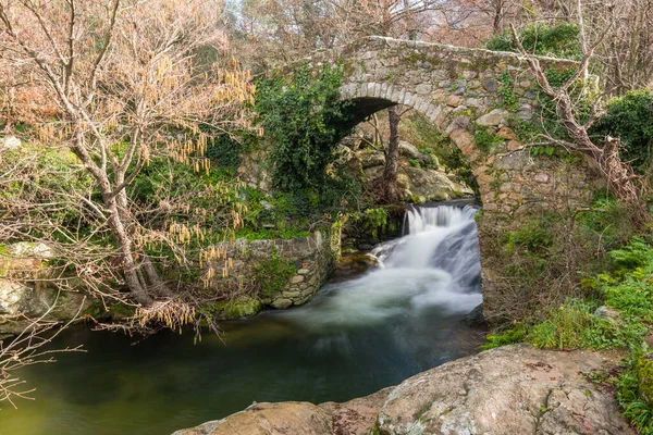 Mountain Stream Rushing Woodland Cascading Ancient Genoese Bridge Feliceto Balagne — Stock Photo, Image