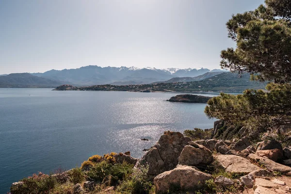 Korsika Nın Balagne Bölgesindeki Revellata Körfezi Nde Calvi Kalesi Karla — Stok fotoğraf