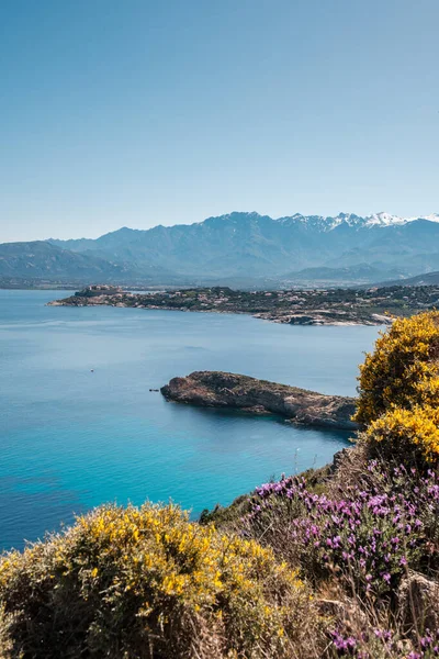 Citadel Van Calvi Balagne Regio Van Corsica Met Roze Gele — Stockfoto