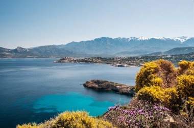Korsika 'nın Balagne bölgesindeki Calvi Kalesi' nin önünde pembe ve sarı çiçekler, arkasında da kar tepeli dağlarla