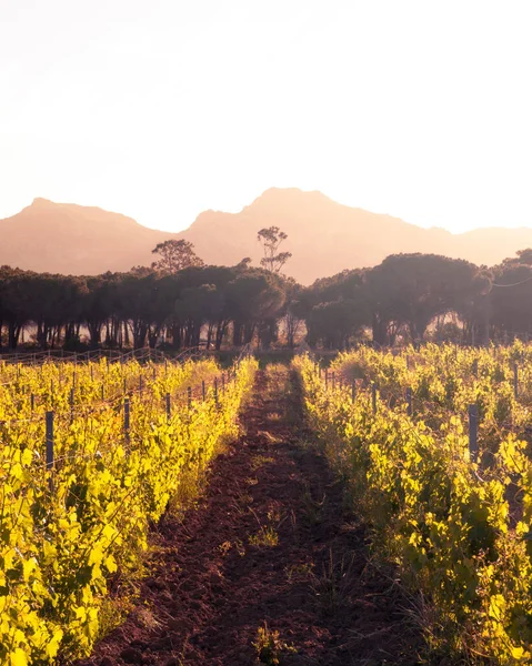 Dawn breaking over a vineyard in Corsica with mountains in the distance